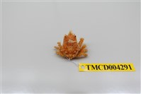 藏品(帶刺併額蟹)的圖片